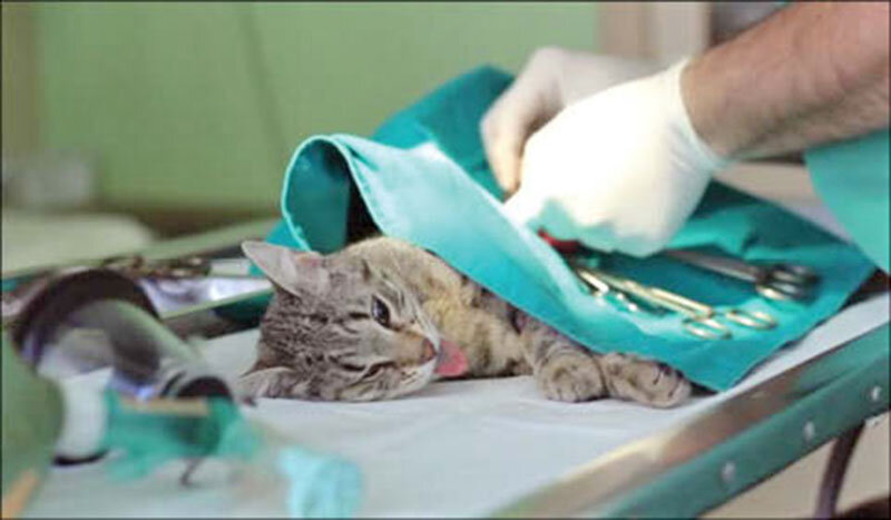 جراح حیوانات در شیراز